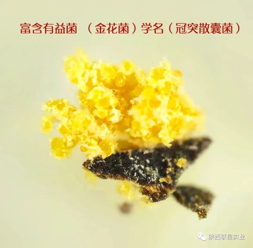 富硒茶能降血压血脂吗（茶叶能降血压血脂吗）-硒宝网