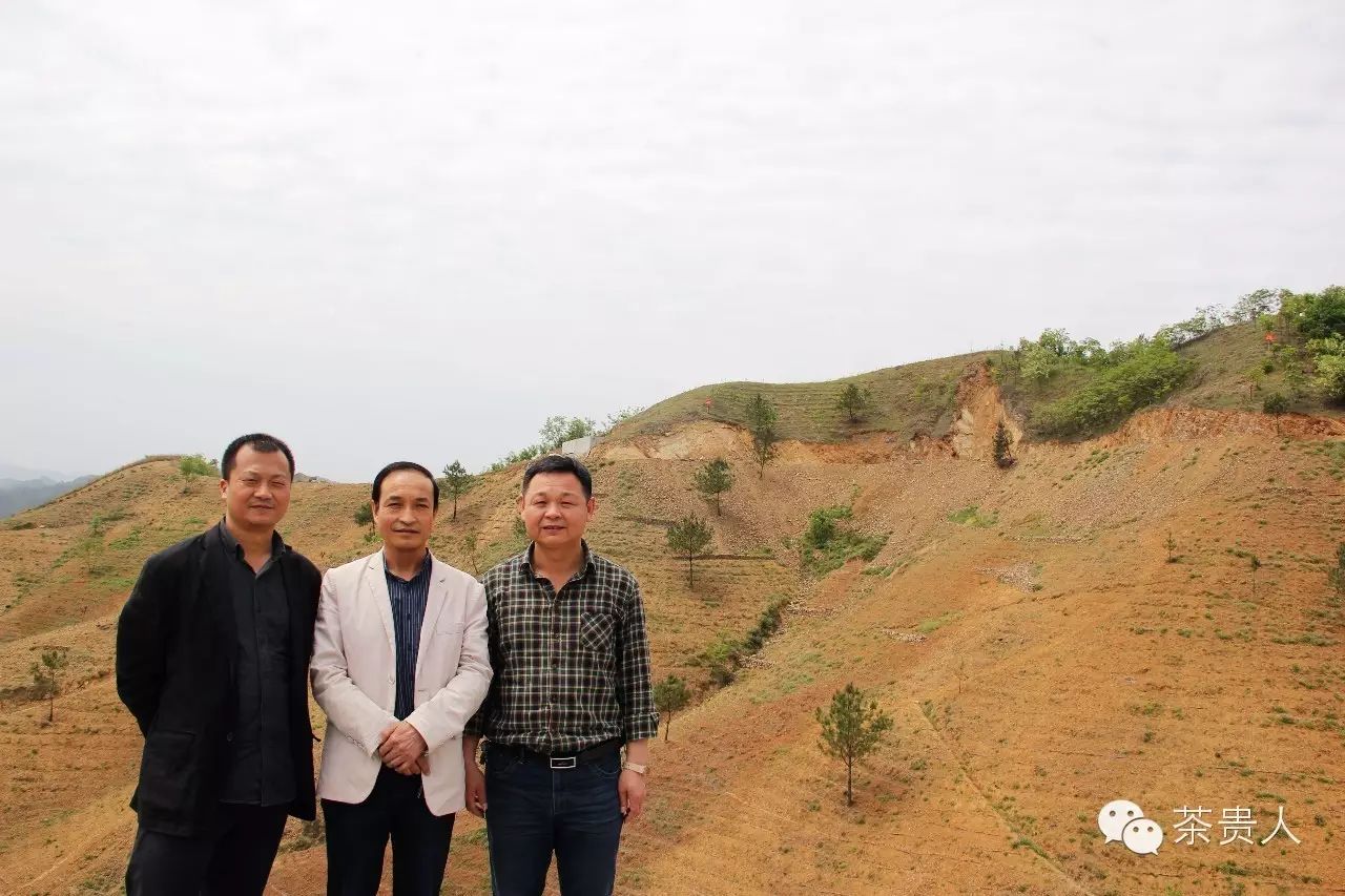 富硒茶如何去喝才最好（富硒的茶喝了有什么好处）-硒宝网