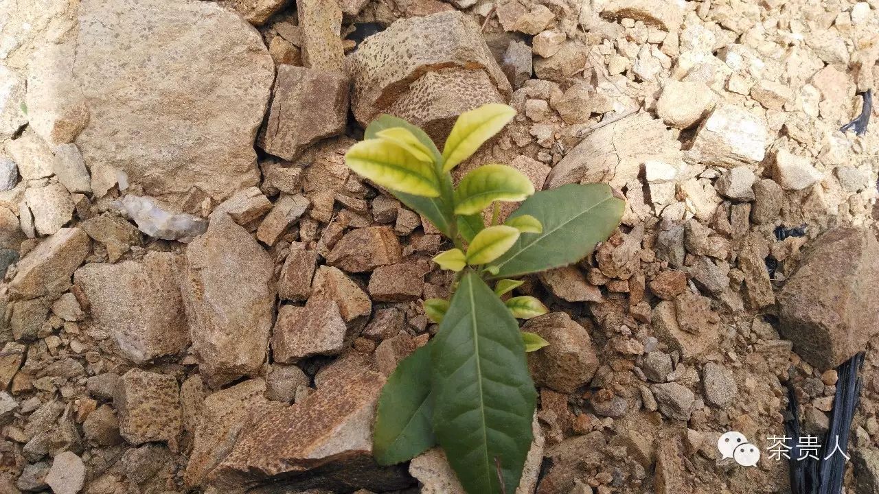 富硒茶如何去喝才最好（富硒的茶喝了有什么好处）-硒宝网