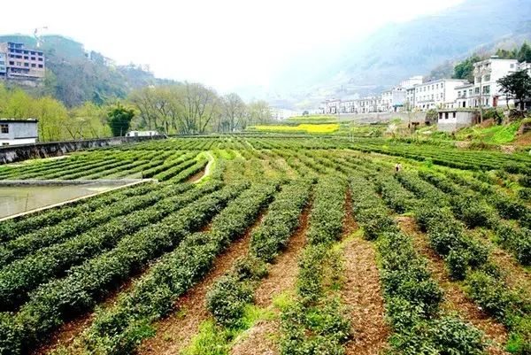 富硒茶能降血压血脂吗(血压能降茶血脂富硒吗)-硒宝网