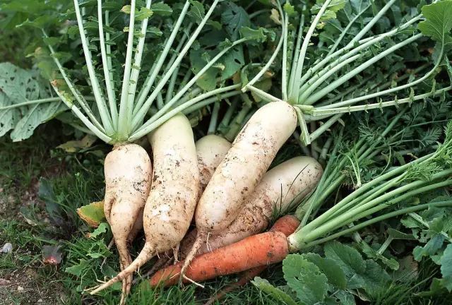 补钙吃什么(补钙吃什么钙片最好)-硒宝网