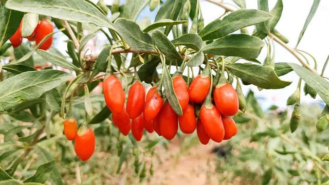 富硒茶可以跟枸杞泡吗（枸杞泡茶富硒可以喝吗）-硒宝网