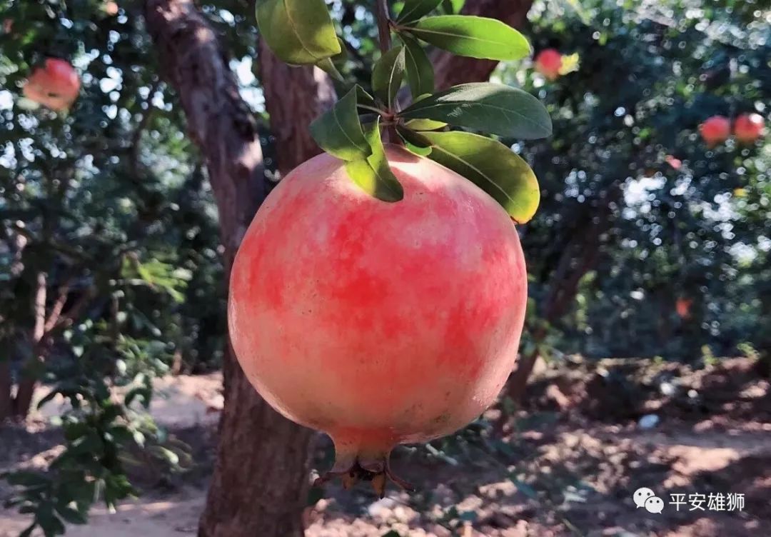 富硒茶什么时候出现的(富硒茶为什么有点苦)-硒宝网