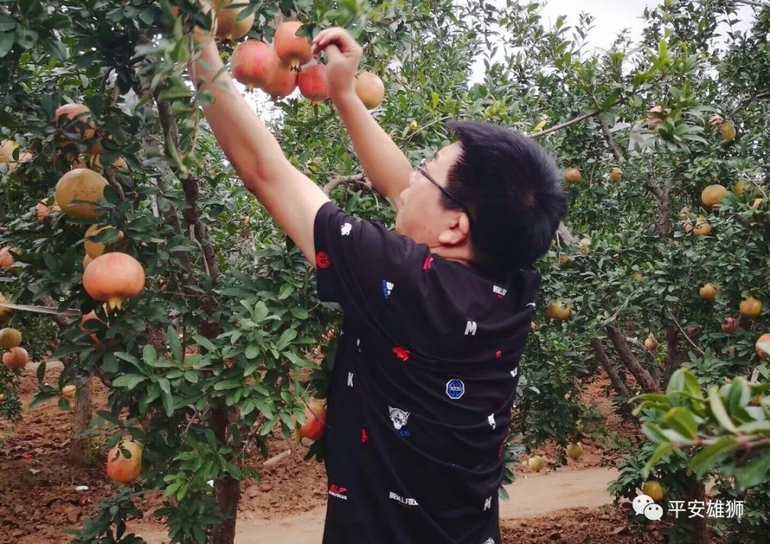 富硒茶什么时候出现的(富硒茶为什么有点苦)-硒宝网