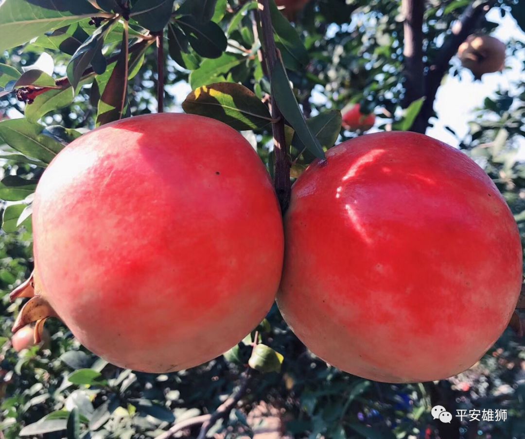 富硒茶什么时候出现的(富硒茶为什么有点苦)-硒宝网