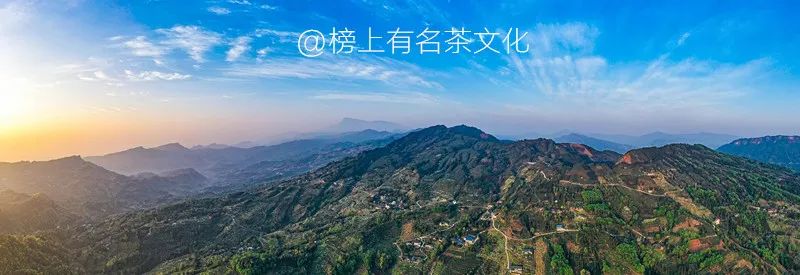 富硒绿茶和黄茶的区别(硒茶和绿茶哪个好)-硒宝网