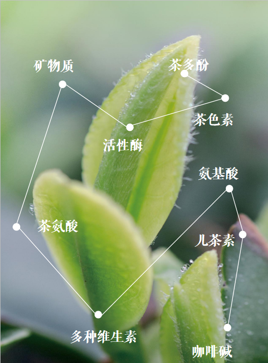 富硒绿茶和黄茶的区别(硒茶和绿茶哪个好)-硒宝网