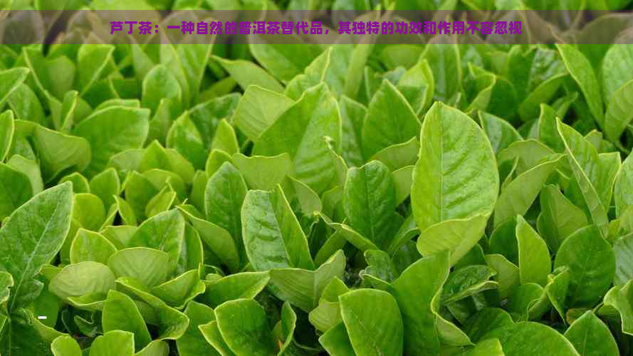 富硒芦丁茶的作用功效(富硒绿茶功效)-硒宝网