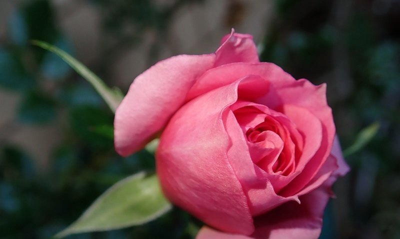 白河县富硒茶产地在哪(白河茶园)-硒宝网