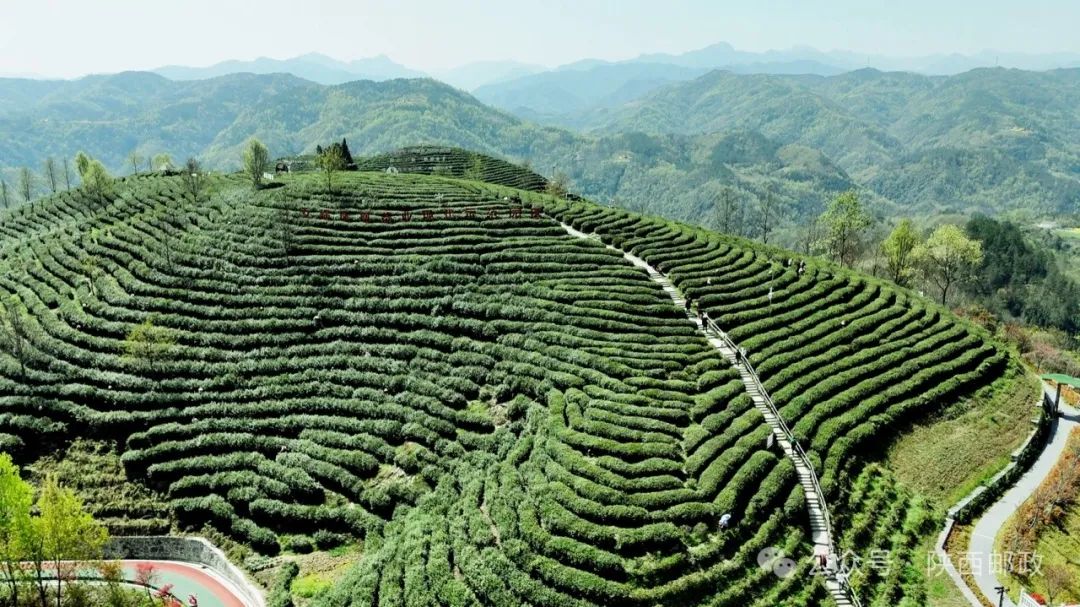 巴山天然富硒茶怎么样（巴东富硒神茶）-硒宝网