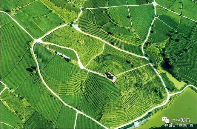 仙寓山富硒野生茶产地(福建仙茶美公司的茶硒片)-硒宝网