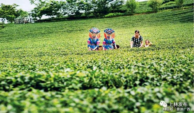 仙寓山富硒野生茶产地(福建仙茶美公司的茶硒片)-硒宝网