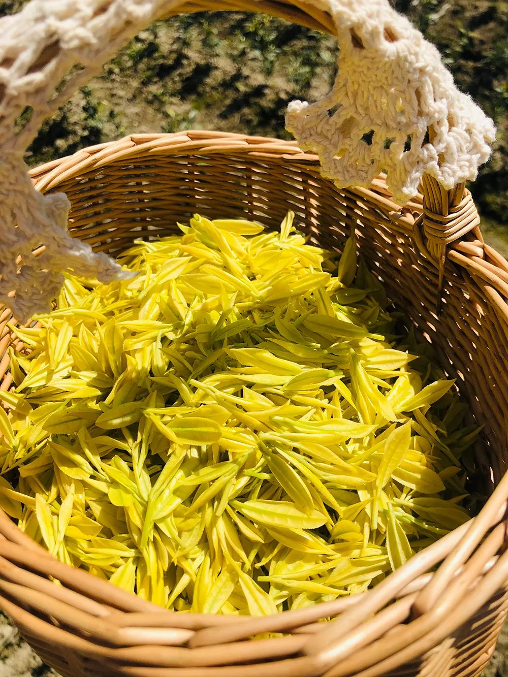 高质量恩施富硒茶地址(恩施的茶叶是富硒茶吗)-硒宝网