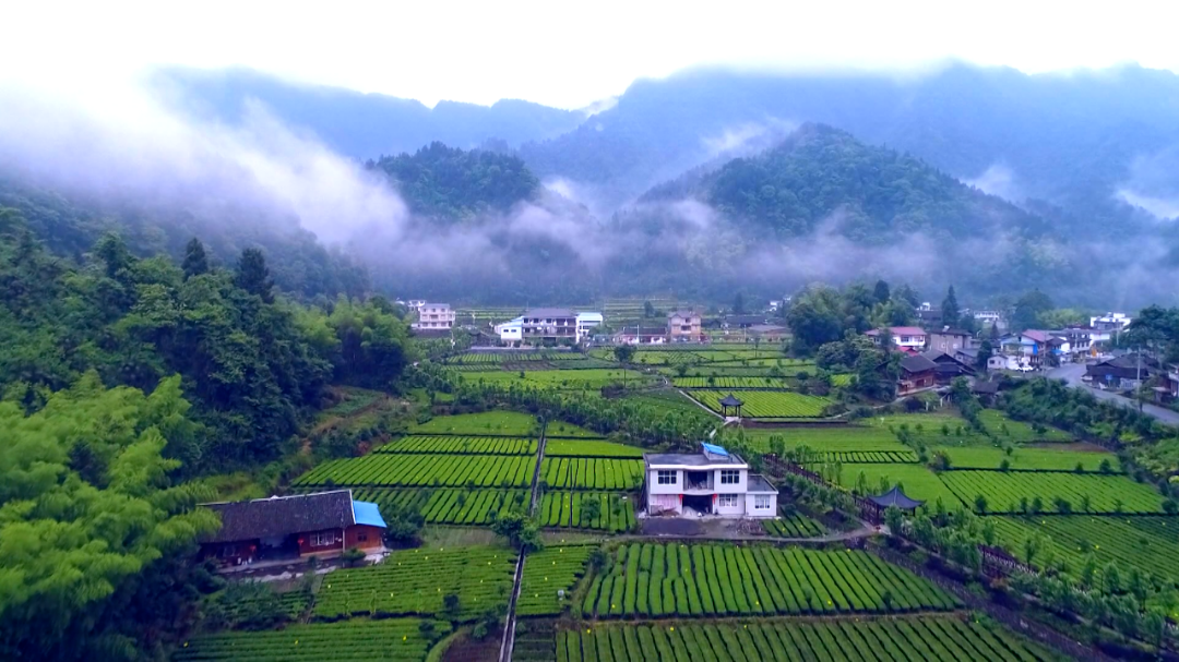 高质量恩施富硒茶地址(恩施的茶叶是富硒茶吗)-硒宝网