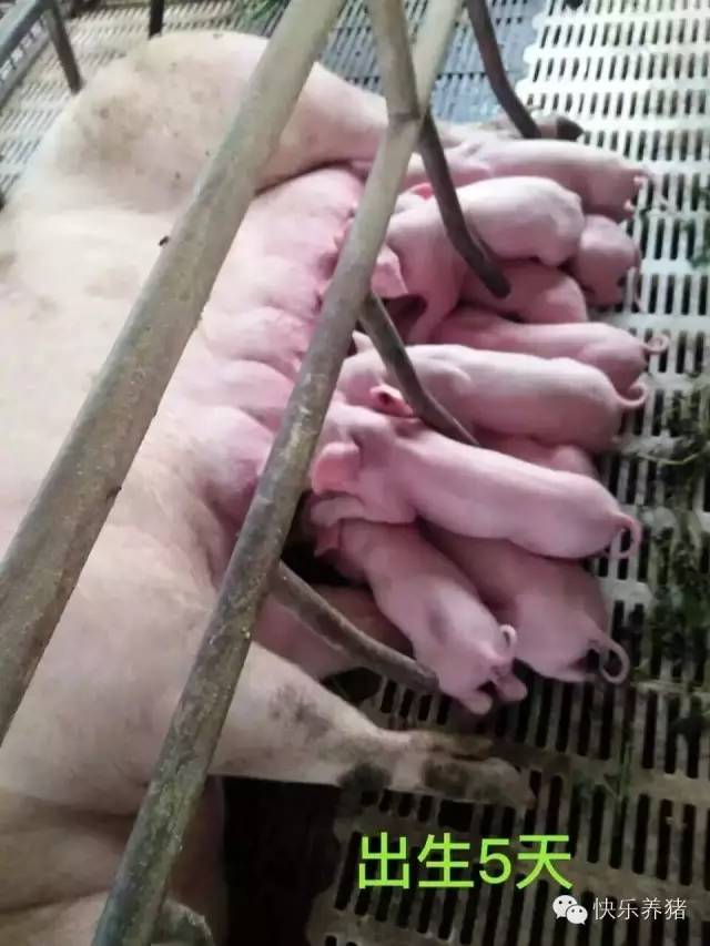 如何补铁效果最好(补铁的最佳药)-硒宝网