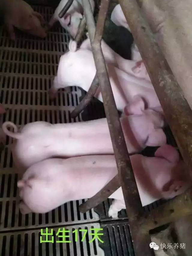 如何补铁效果最好(补铁的最佳药)-硒宝网