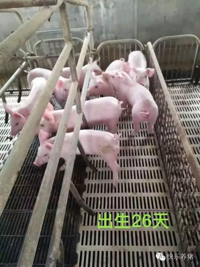 如何补铁效果最好(补铁的最佳药)-硒宝网