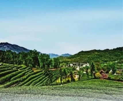 安康市富硒茶发展困境(安康富硒茶地理标志)-硒宝网
