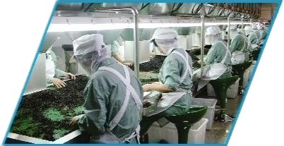 安康市富硒茶发展困境(安康富硒茶地理标志)-硒宝网