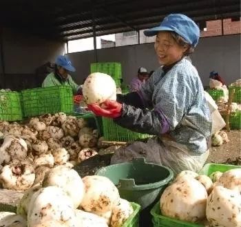 安康市富硒茶发展困境(安康富硒茶地理标志)-硒宝网