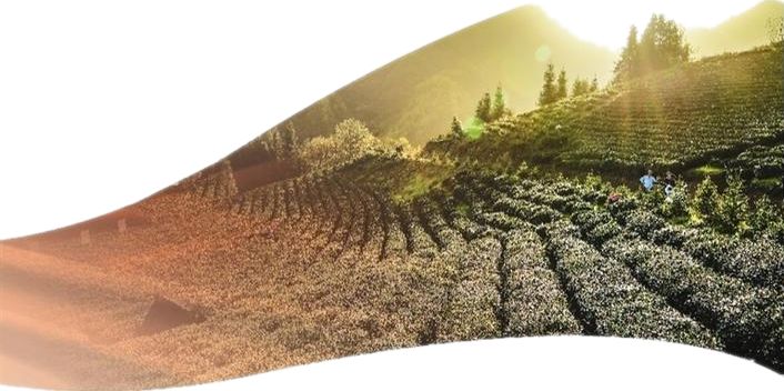 安康市富硒茶发展困境(安康富硒茶地理标志)-硒宝网