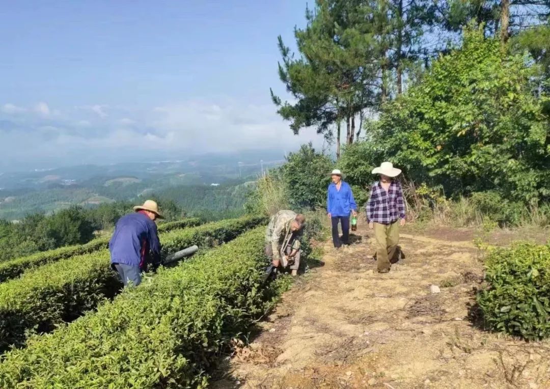 南昌富硒茶玉露多少钱(恩施玉露茶和富硒茶一样吗)-硒宝网