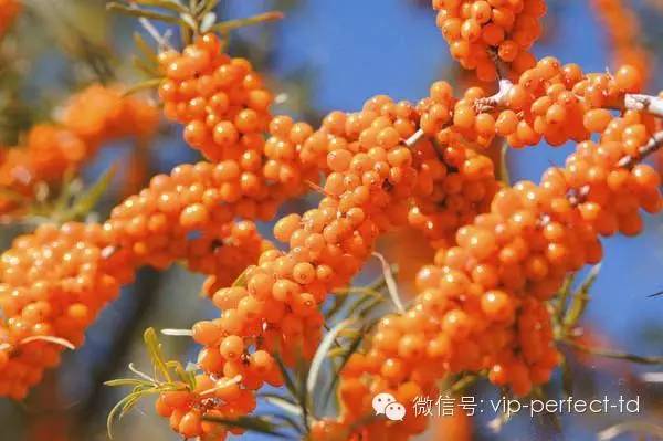 增进抗龋齿能力的最主要微量元素是（增进抗龋齿的微量元素是）-硒宝网