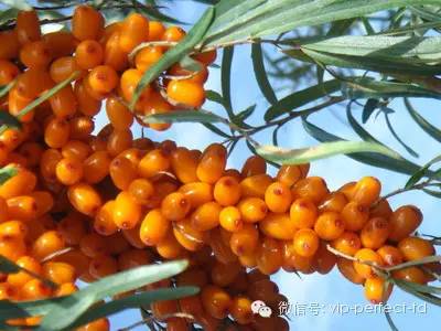 增进抗龋齿能力的最主要微量元素是（增进抗龋齿的微量元素是）-硒宝网