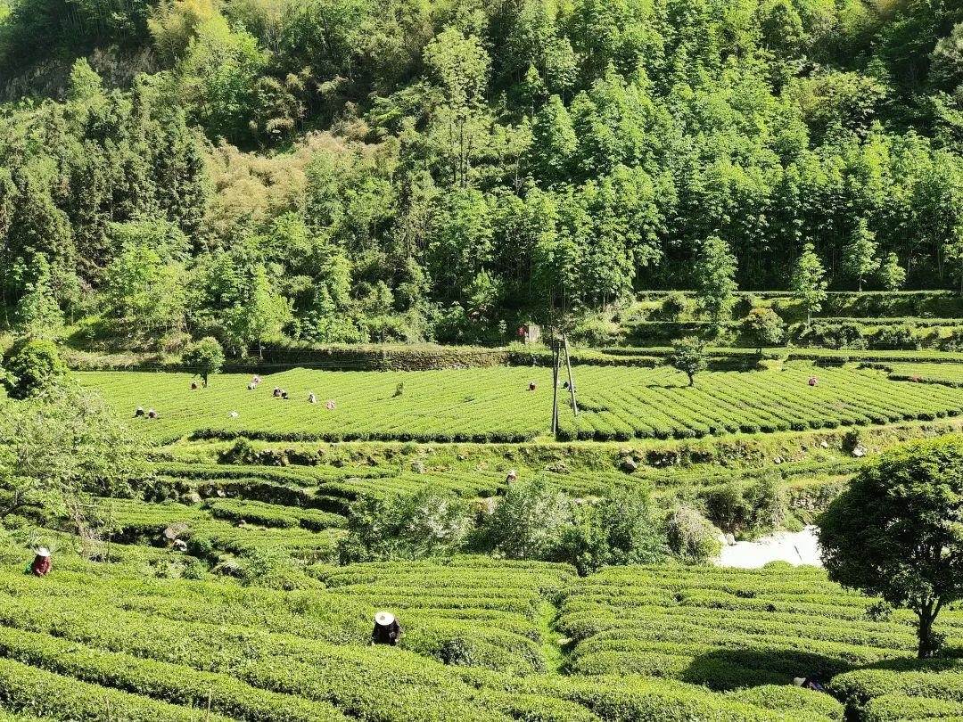 安康茶叶富硒茶蒿坪镇(安康富硒茶多少钱一斤汗水晨雾)-硒宝网