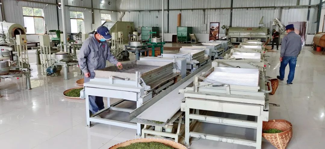 安康茶叶富硒茶蒿坪镇(安康富硒茶多少钱一斤汗水晨雾)-硒宝网