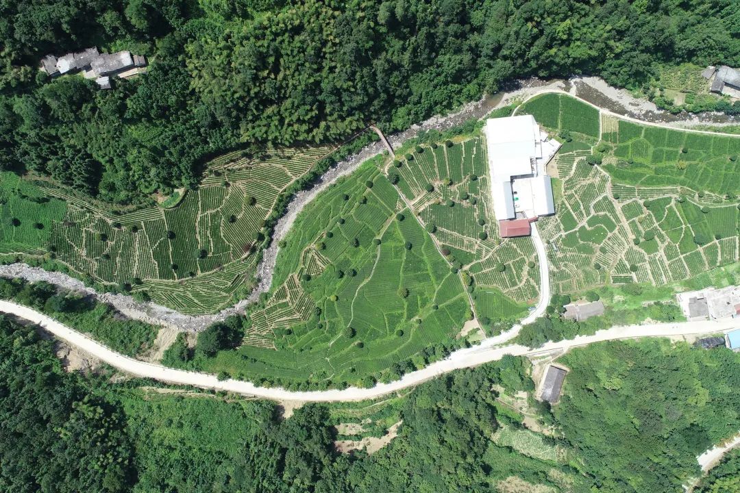 安康茶叶富硒茶蒿坪镇(安康富硒茶多少钱一斤汗水晨雾)-硒宝网