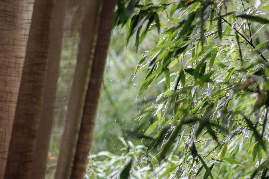 紫阳富硒茶选哪家的好（紫阳富硒茶多少钱一斤）-硒宝网