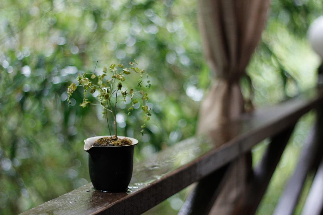 紫阳富硒茶选哪家的好（紫阳富硒茶多少钱一斤）-硒宝网