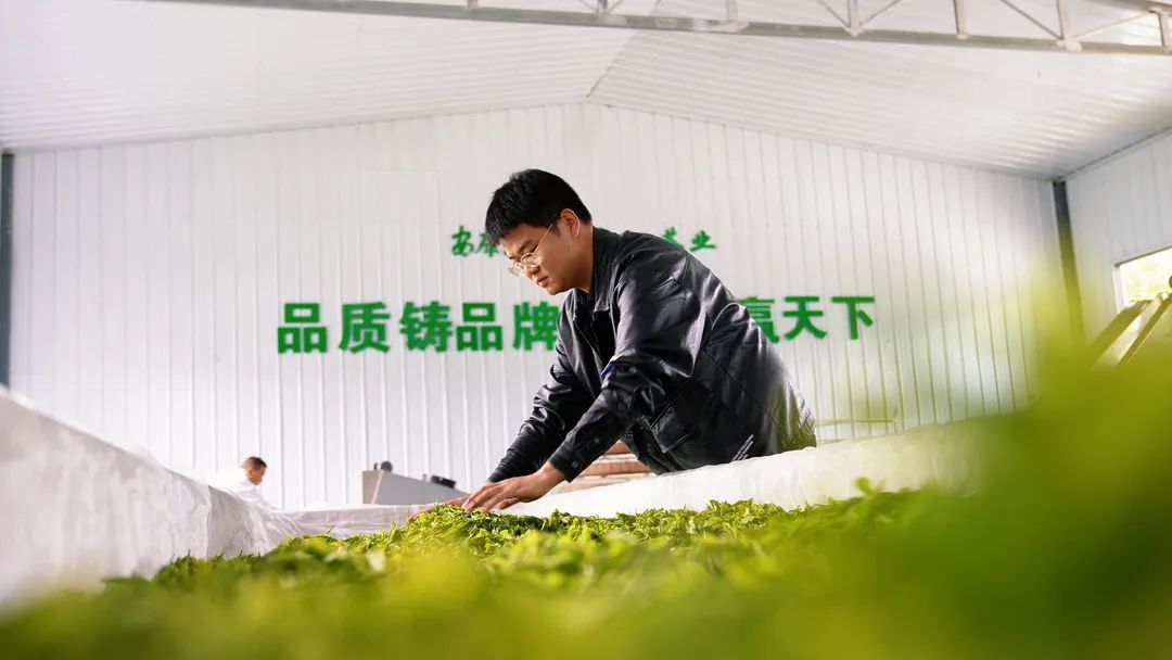 安康茶叶富硒茶蒿坪镇（安康富硒茶多少钱一斤）-硒宝网