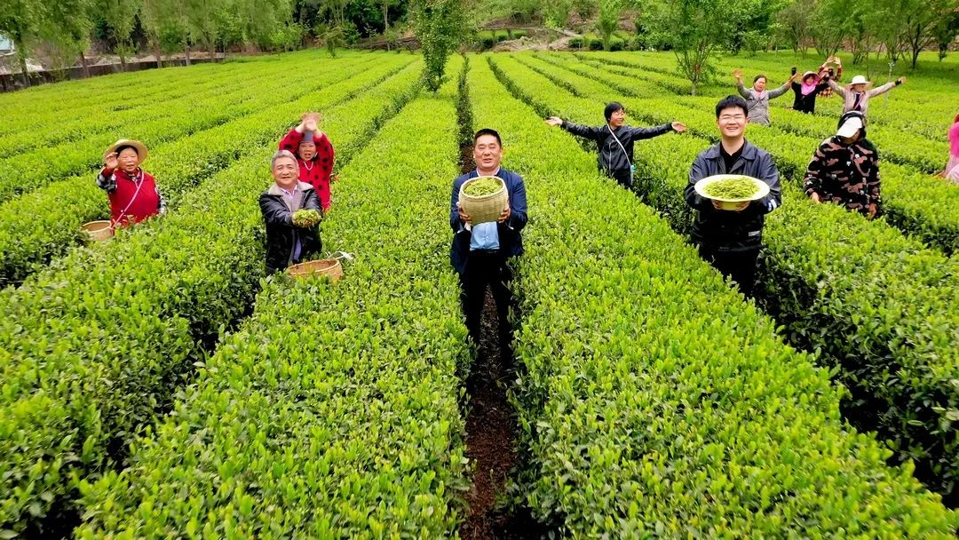 安康茶叶富硒茶蒿坪镇（安康富硒茶多少钱一斤）-硒宝网