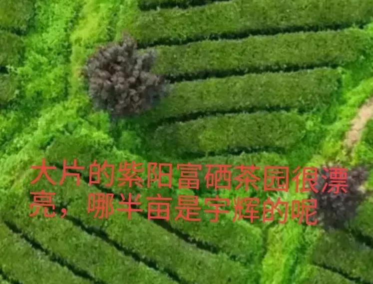 安康紫阳县富硒茶产地(陕西安康紫阳富硒茶的名气)-硒宝网