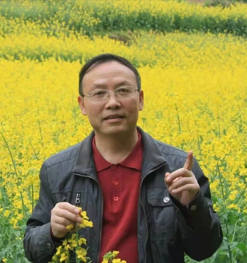 紫阳县富硒茶采摘时间（紫阳富硒茶产区）-硒宝网