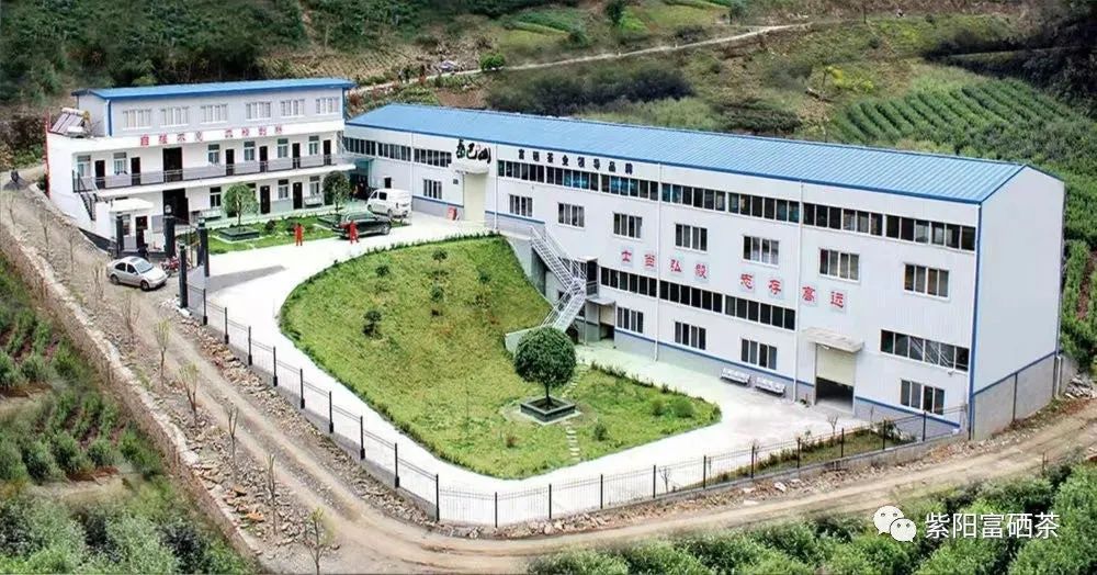 紫阳县富硒茶采摘时间（紫阳富硒茶产区）-硒宝网