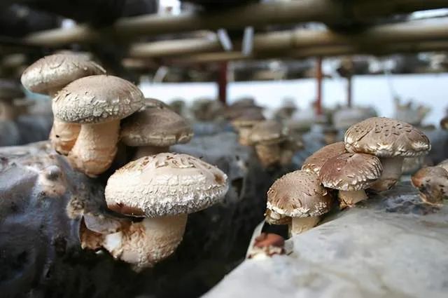 紫阳县富硒茶采摘时间（紫阳富硒茶产区）-硒宝网