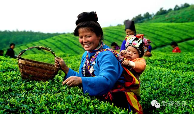 凤冈富硒茶哪里有卖呀(凤冈县富硒茶)-硒宝网