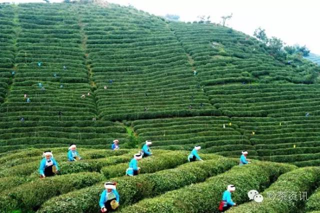 凤冈富硒茶哪里有卖呀(凤冈县富硒茶)-硒宝网