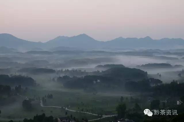 凤冈富硒茶哪里有卖呀(凤冈县富硒茶)-硒宝网