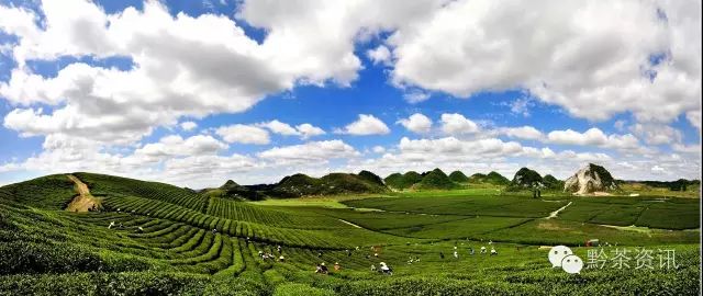 凤冈富硒茶哪里有卖呀(凤冈县富硒茶)-硒宝网