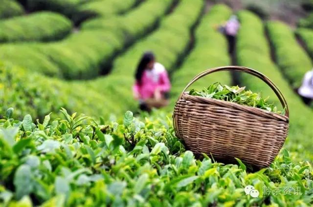 凤冈富硒茶哪里有卖呀(凤冈县富硒茶)-硒宝网