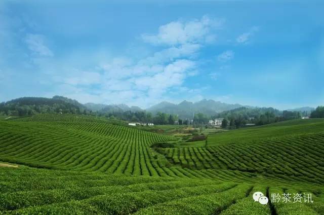 凤冈富硒茶哪里有卖呀(凤冈县富硒茶)-硒宝网