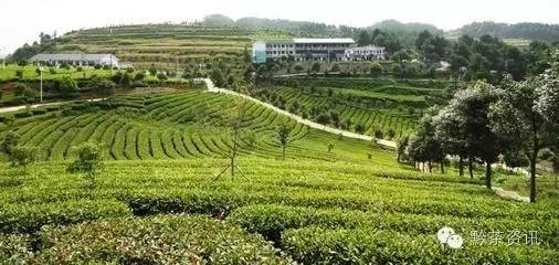 凤冈富硒茶哪里有卖呀(凤冈县富硒茶)-硒宝网