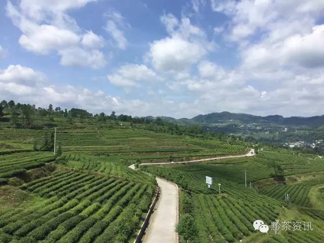 凤冈富硒茶哪里有卖呀(凤冈县富硒茶)-硒宝网