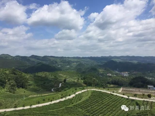 凤冈富硒茶哪里有卖呀(凤冈县富硒茶)-硒宝网