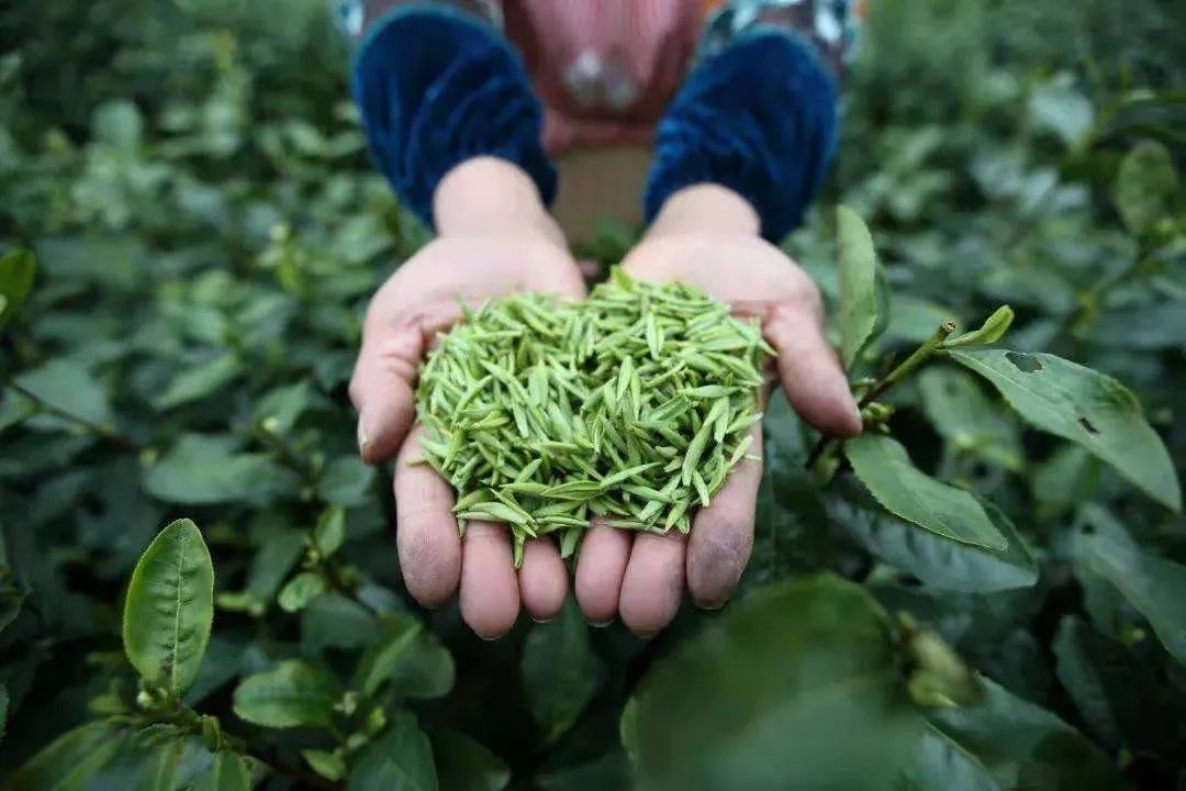 凤冈富硒茶哪里有卖呀(茶卖富硒凤冈有卖吗)-硒宝网