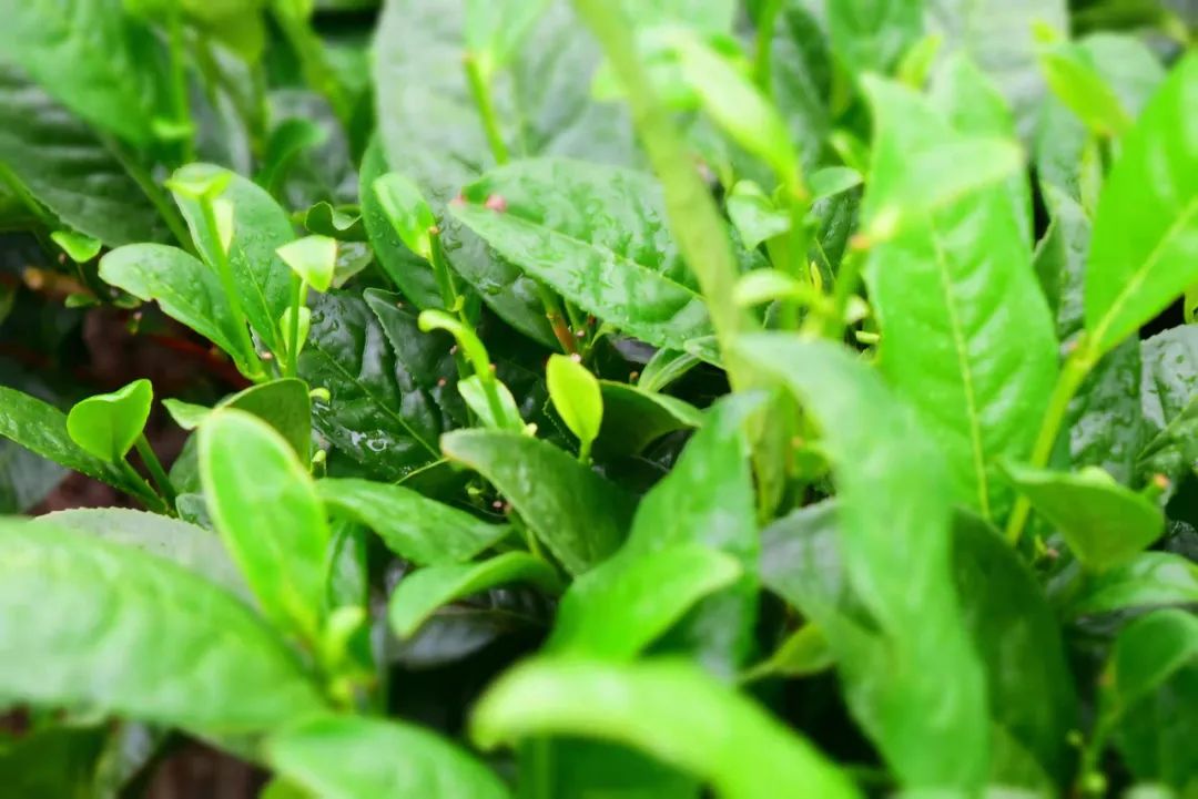 凤冈富硒茶哪里有卖呀(茶卖富硒凤冈有卖吗)-硒宝网